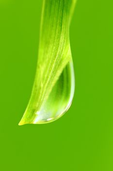 big water drop on grass blade