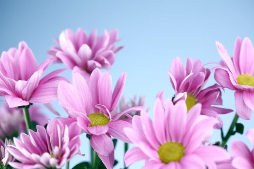 pink chrysanthemum macro close up