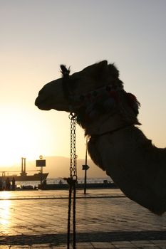 A camel enjoying the sunset in Aqaba, Jordan