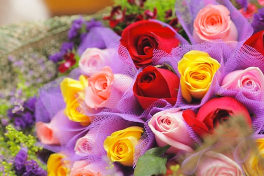 colourful rose