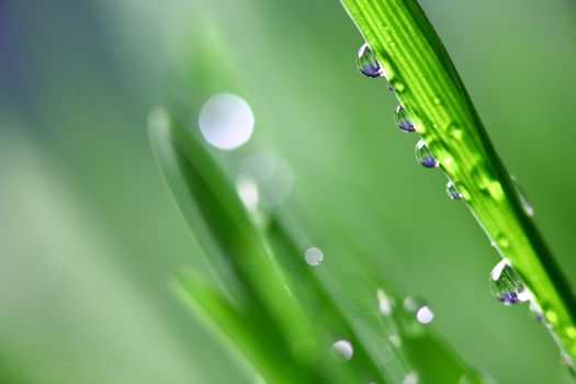 big water drop on grass blade