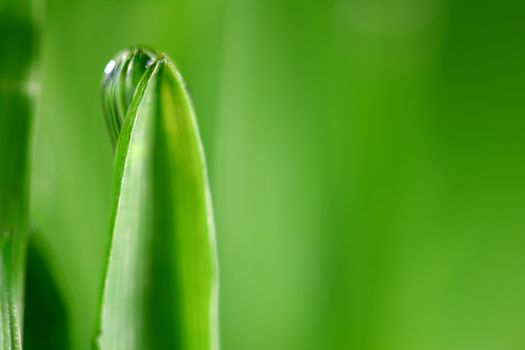 big water drop on grass blade