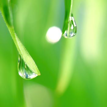 big water drop on grass blade