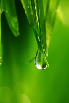 big water drop on grass blade