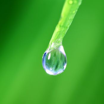 big water drop on grass blade