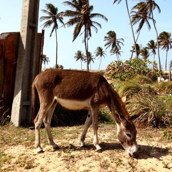 donkey eat grass in desert