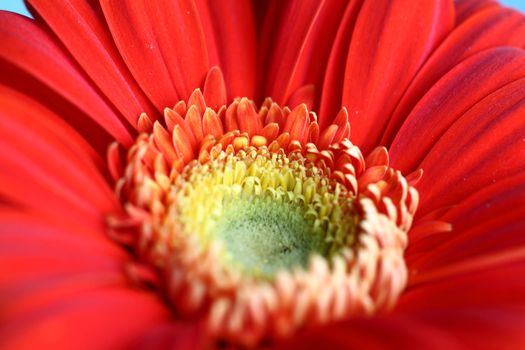 red gerber macro close up