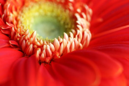 red gerber macro close up