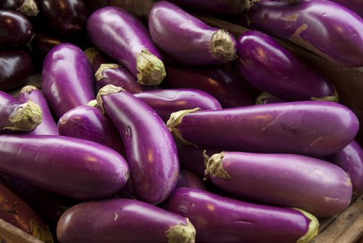 Eggplants or aubergines bunched together on a farm stand