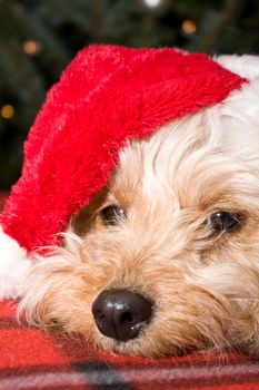 a cute dog in front of a christmas tree with a santa hat