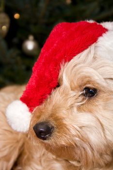 a cute dog in front of a christmas tree with a santa hat