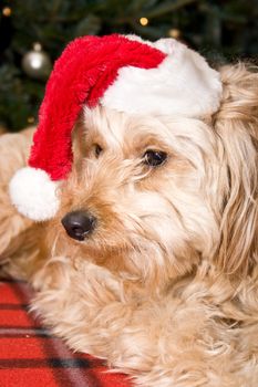 a cute dog in front of a christmas tree with a santa hat