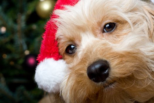 a cute dog in front of a christmas tree with a santa hat