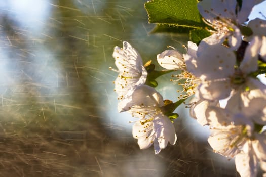 White cherry flower