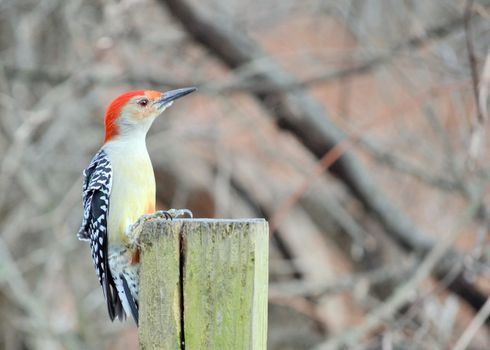 Male red-bellied woodpecker eating bird seed on a wooden post.