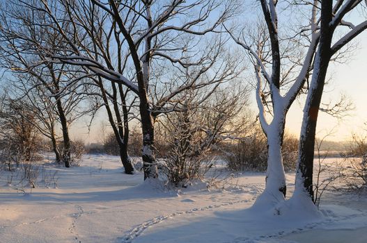 Beautiful winter sunset with trees in the snow