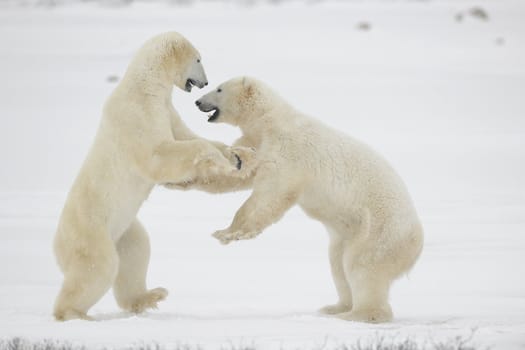 Fight of polar bears. Two polar bears fight. Tundra with undersized vegetation. Snow.