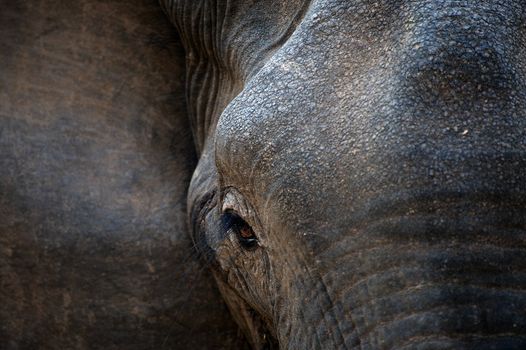 Eye of an elephant with eyelashes. The African Plains Savanna Elephant or West African Steppe Elephant (Loxodonta africana oxyotis) is the largest of all the living elephants measuring 3.5 to 4 meters at the shoulder.