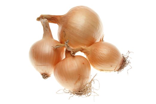 Four ripe onions isolated on a white background.