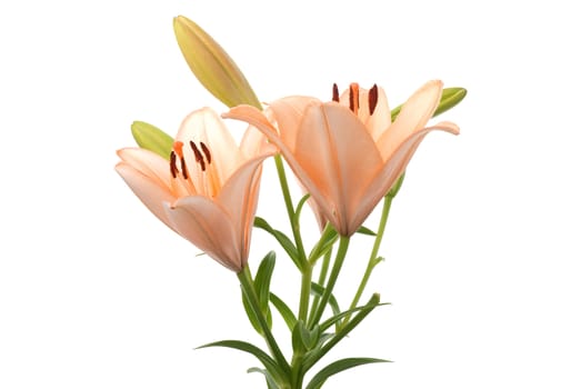Beautiful lilies isolated on white background.