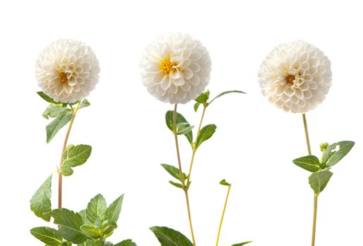 Beautiful white dahlias isolated on a white background.