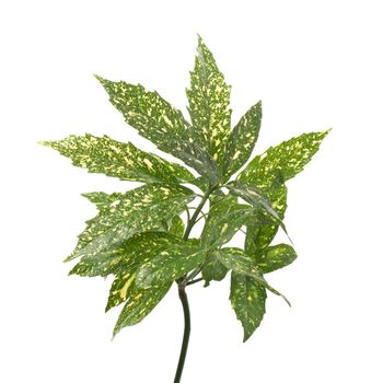 Branch of green and yellow leaves isolated on white background.