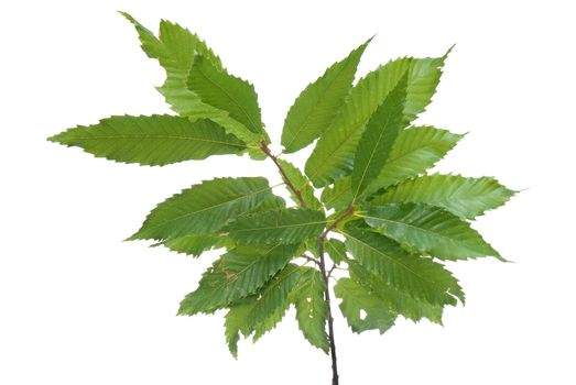 Branch of green leaves chestnut isolated on white background.