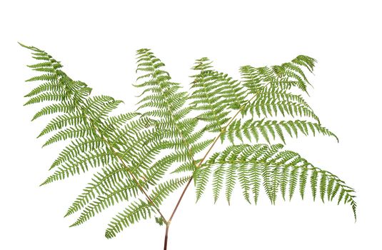 Fern leaf isolated on white background.