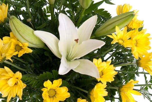 Detail of yellow daisy flowers isolated on white background.