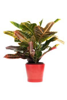 Houseplant on red vase isolated on white background.