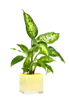 Houseplant in yellow glass pot isolated on white background.