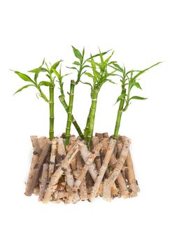 Green bamboo isolated on white background.