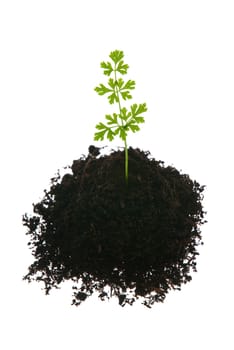 Young green plant isolated on  white background.