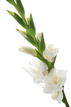 Beautiful White Gladiolus detail isolated on white background.