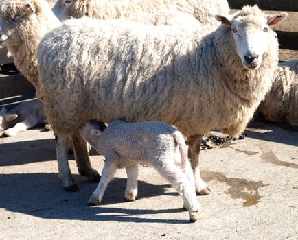 A young lamb having a feed         