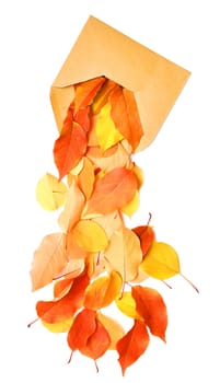 autumn letter - an envelope and autumn leaf on white