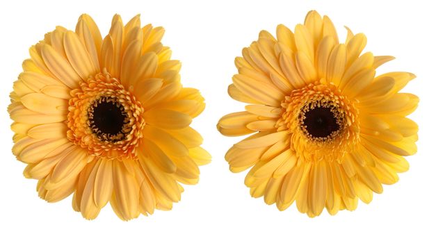 Two yellow gerbera flowers isolated on white background.