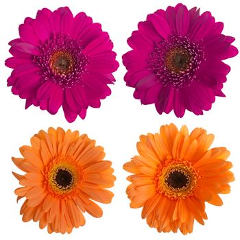 Set of pink and orange gerbera flowers