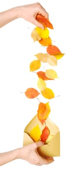 autumn leaves falling from hand into the envelope