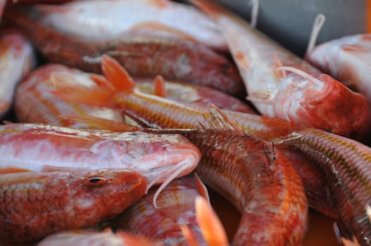 Fresh fished red mullets at fish market in Brittany