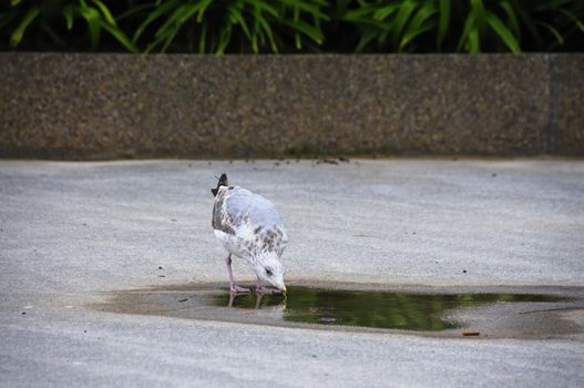 Shot of young seagull drinking water