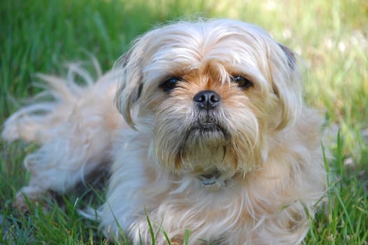 Cute yorkshire Terrier and Pug mix resting in garden