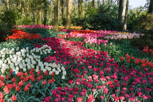 Lots of white, red and pink tulips in park in spring