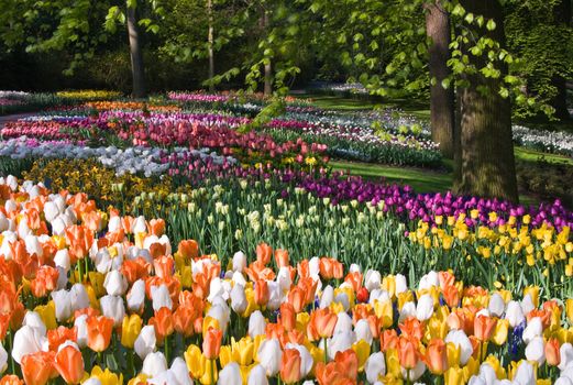 Thousands of colorful spring flowers in park on sunny april morning