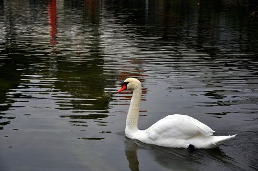 Portugal, Lisbon swan lake bird duck animal water nature park
