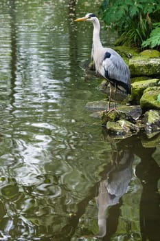 Grey heron standing at the waterside, with reflection in the water