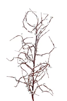 Christmas decoration branch with white balls on white background.