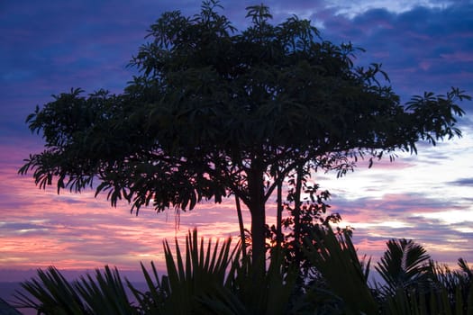 Tree silhouetted against a tropical sunset sky