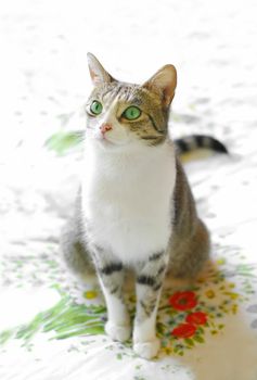 beautiful green eyed tabby cat on floral print fabric