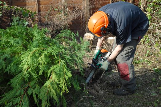 tree worker cutting conifers with a chainsaw